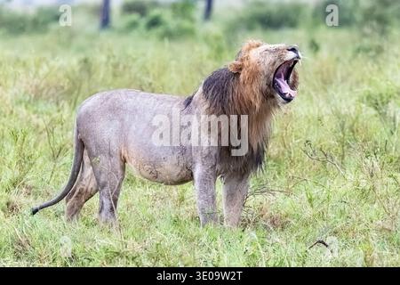 Lion mâle africain, Panthera leo. Gueule ouverte et rugissant, Masai Mara, Kenya, Afrique Banque D'Images