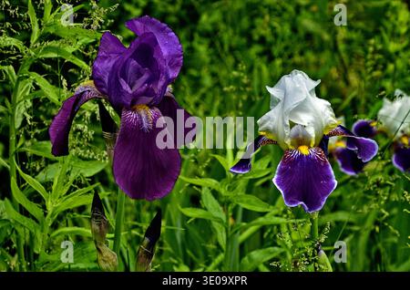 fleurs multicolores de haute qualité d'iris sur fond d'autres fleurs et verts Banque D'Images