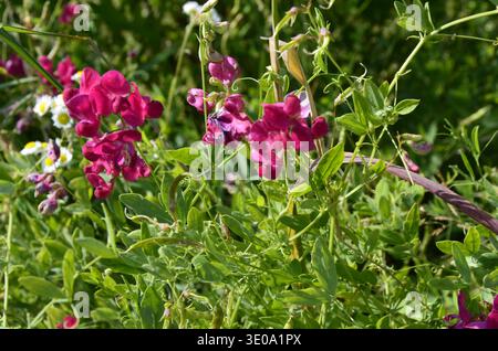 Fleurs du pois plat (Lathyrus sylvestris) Banque D'Images