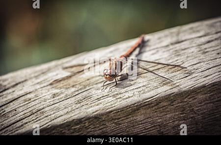Image en gros plan d'une libellule Darter commune reposant sur un banc en bois Banque D'Images