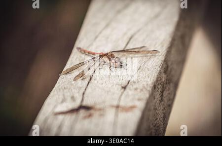 Image en gros plan d'une libellule Darter commune reposant sur un banc en bois Banque D'Images