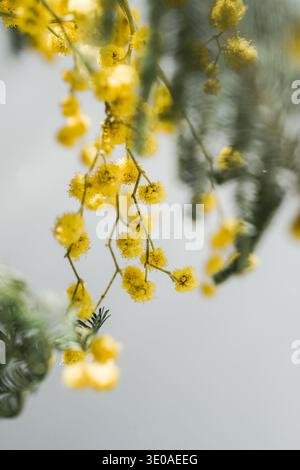 Fleurs de pompon mimosa et feuillage en douceur Banque D'Images
