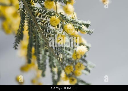 Branche de mimosa avec fleurs de pompon et feuillage plumeux à la lumière naturelle Banque D'Images