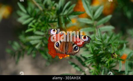 Un papillon de paon européen vibrant (Aglais io) reposant sur une fleur de souci orange vif au milieu d'un feuillage vert luxuriant. Gros plan. Banque D'Images
