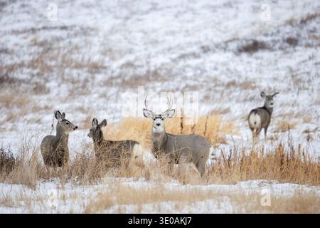 Le cerf mulet des montagnes rocheuses (Odocoileus hemionus) avec des DENS qui se nourrissent sur des prairies enneigées en hiver, en Saskatchewan dans l'Ouest canadien Banque D'Images