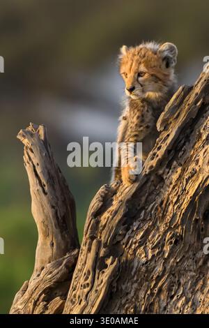 Guépard grimpant à un arbre, parc national d'Amboseli, Kenya Banque D'Images