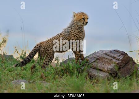 Guépard posant sur un rocher, réserve nationale du Masai Mara, Kenya Banque D'Images
