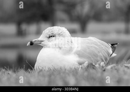 Portrait en gros plan noir et blanc d'une mouette assise sur l'herbe Banque D'Images
