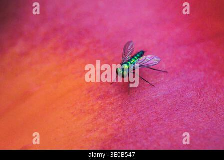Gros plan d'une mouche à longues pattes verte métallisée debout sur des pétales de tulipe rouge et orange Banque D'Images