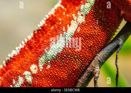 Caméléon panthère rouge (Furcifer pardalis), queue, détail, peau, captif, Bavière, Allemagne, Europe Banque D'Images