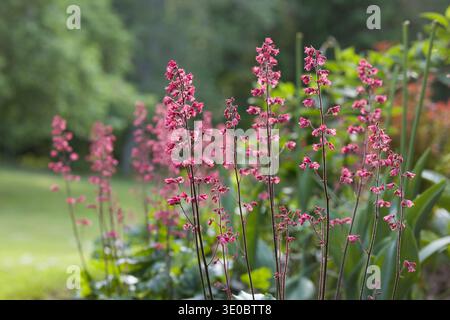Dans un jardin luxuriant, de grandes fleurs roses se dressent gracieusement sur fond de verdure. La lumière du soleil filtre à travers les arbres, améliorant le vif Banque D'Images