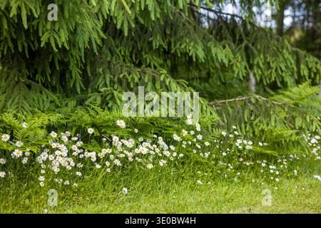 Un feuillage vert vif entoure les fleurs sauvages vibrantes, tandis que de délicates marguerites illuminent la zone herbeuse sous de grands arbres à feuilles persistantes par une journée ensoleillée, évoquant ainsi Banque D'Images
