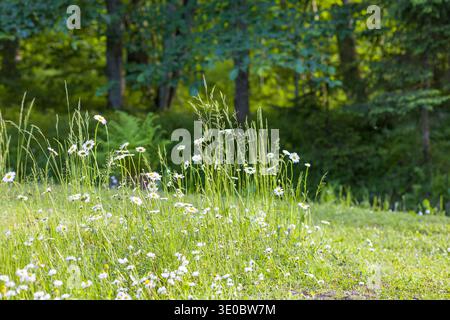 Des fleurs de différentes nuances de blanc et de jaune s'élèvent au milieu de hautes herbes vertes dans une forêt ensoleillée. La lumière du soleil filtre à travers les arbres, améliorant le gr vibrant Banque D'Images