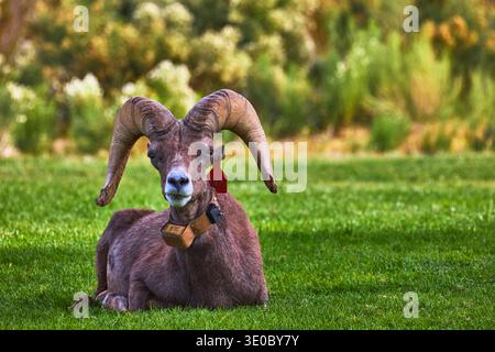 Moutons de Bighorn reposant sur l'herbe verte à Hemenway Park Nevada Banque D'Images