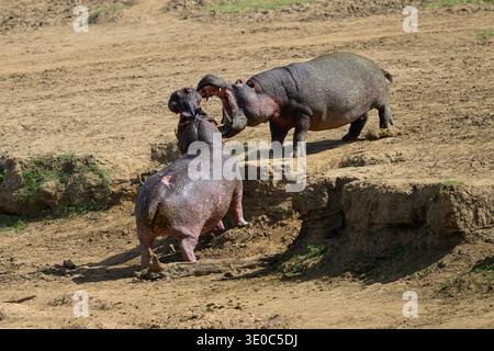 Deux hippopotames ayant un différend territorial sur la rive de la rivière Mara, réserve nationale du Masai Mara, Kenya Banque D'Images