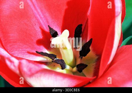 Macro extrême gros plan d'une fleur de tulipe rouge montrant des étamines et du pistil avec des pétales détaillés et des couleurs vives du printemps. Banque D'Images