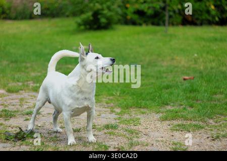 Chien blanc debout alerte sur un chemin herbeux et regardant sur le côté. Banque D'Images