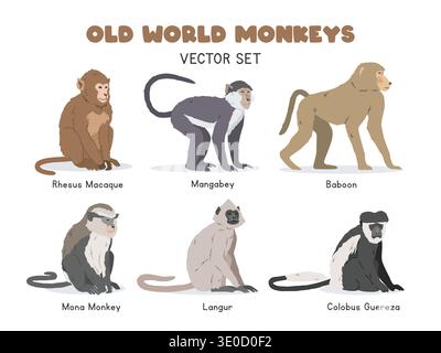 Ensemble d'illustration vectorielle de singes du vieux monde. Old World espèce de singe clipart de bande dessinée dans un style plat. Macaque rhésus, mangabey, babouin, singe mona Illustration de Vecteur