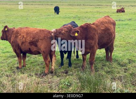 02.11.2025, Allemagne, Brême, Brême - pâturage de bétail Angus dans la zone de conservation du paysage de Blockland. 00A251102D022CAROEX.JPG [AUTORISATION DU MODÈLE : PAS DE Banque D'Images