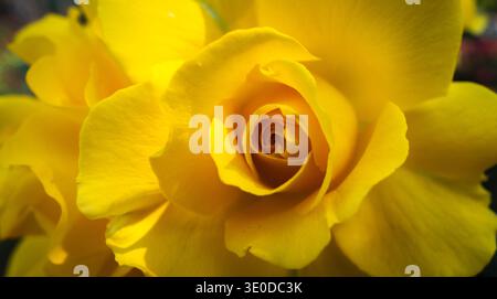 Macro gros plan d'une rose jaune éclatante avec d'élégants pétales en spirale. Banque D'Images