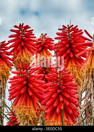 La plante de poker rouge chaude (kniphoria) est caractérisée comme une grande plante à fleurs avec une fleur épaisse qui change de couleur à mesure qu'elle mûrit. Banque D'Images