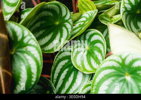 Vue de dessus détaillée des feuilles de Peperomia pastèque (Peperomia argyreia), montrant de belles textures rayées argentées et vertes à la lumière naturelle. Banque D'Images