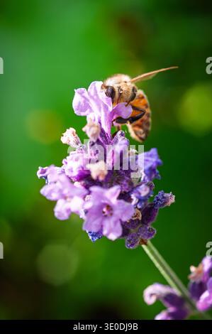 Gros plan d'une abeille collectant le nectar d'une fleur de lavande violette vibrante dans la lumière douce du soleil Banque D'Images