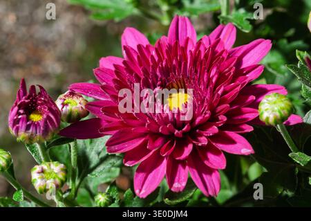 Fleur de chrysanthème magenta vibrante avec centre jaune et bourgeons non ouverts à la lumière du soleil Banque D'Images