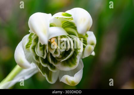 Un gros plan saisissant met en valeur les pétales à rayures vertes uniques d'une délicate fleur en forme de goutte de neige. Banque D'Images