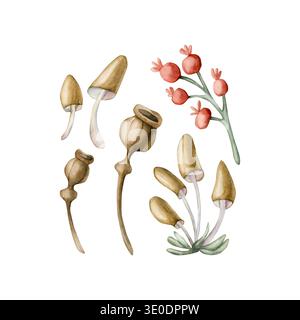Mignons petits champignons rouges baies boîtes de pavot. Toadstool Rosehip Watercolor été illustration de forêt florale peinte à la main isolé sur fond blanc Banque D'Images
