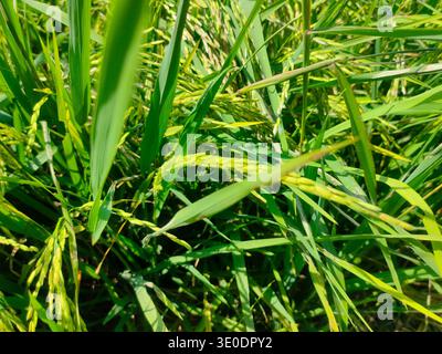 L'image montre une vue rapprochée d'épis de riz vert poussant dans une rizière. Banque D'Images