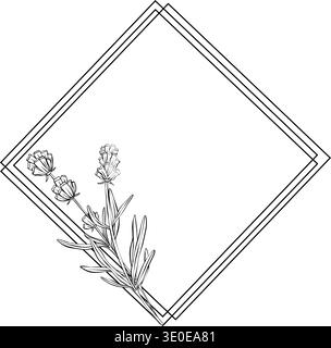 double bordure avec branche de lavande et fleurs dans le coin. Illustration de ligne vectorielle botanique avec des feuilles et des bourgeons isolés sur fond blanc pour Illustration de Vecteur