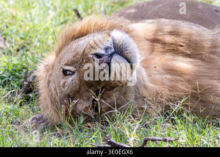 Lion africain mâle, panthera leo, Masai Mara, Kenya, Afrique Banque D'Images