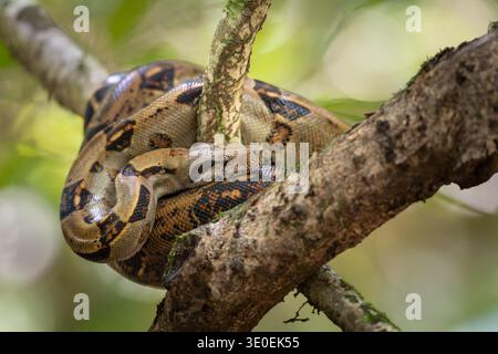 Boa Constrictor mésoaméricain, Boa imperator, Boidae, la Sirena Gate, Parc national du Corcovado, Pensinsula de Osa, Costa Rica Banque D'Images