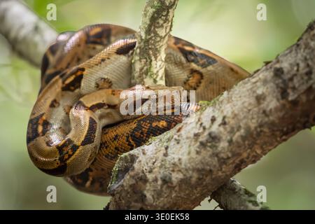 Boa Constrictor mésoaméricain, Boa imperator, Boidae, la Sirena Gate, Parc national du Corcovado, Pensinsula de Osa, Costa Rica Banque D'Images