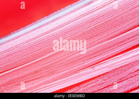 Staphylococcus epidermidis Kolonien bilden dichte, schleimige Bakterienrasen auf Blutagarplatten. Colonies de Staphylococcus epidermidis poussant dans des pelouses bactériennes visqueuses sur gélose au sang en boîte de Pétri. Banque D'Images