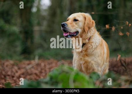 Portrait de Golden Retriever dans les bois Banque D'Images