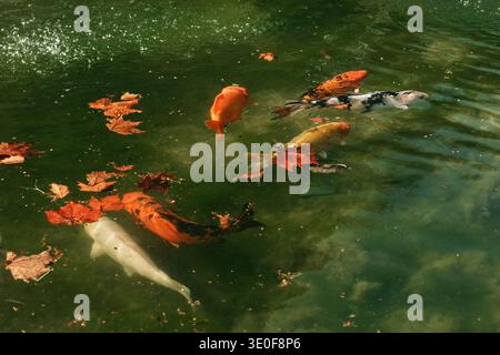 Carpe Koï colorée nageant dans un étang de jardin avec des feuilles d'automne tombées à la surface de l'eau. Concept de poissons ornementaux, de vie aquatique et de nature paisible Banque D'Images