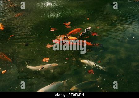 Carpe Koï colorée nageant dans un étang de jardin avec des feuilles d'automne tombées à la surface de l'eau. Concept de poissons ornementaux, de vie aquatique et de nature paisible Banque D'Images