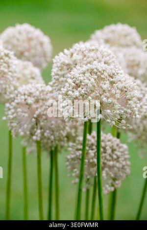 Allium ampeloprasum White Cloud, Allium White Cloud, têtes sphériques denses de fleurs blanches sur tiges droites Banque D'Images