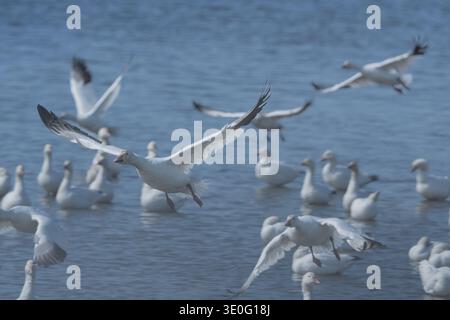 Oies des neiges (Chen caerulescens) décollant du lac sur Spring migration North Banque D'Images
