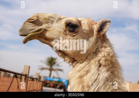 Au grand marché de chameaux de Buraida / Buraydah, Arabie Saoudite Banque D'Images