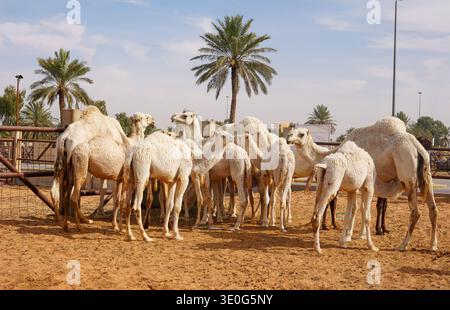 Au grand marché de chameaux de Buraida / Buraydah, Arabie Saoudite Banque D'Images