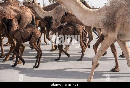 Au grand marché de chameaux de Buraida / Buraydah, Arabie Saoudite Banque D'Images