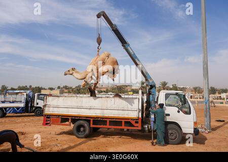 Au grand marché de chameaux de Buraida / Buraydah, Arabie Saoudite Banque D'Images