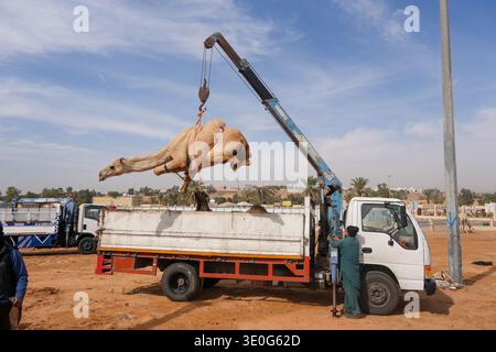 Au grand marché de chameaux de Buraida / Buraydah, Arabie Saoudite Banque D'Images