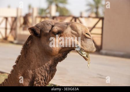 Au grand marché de chameaux de Buraida / Buraydah, Arabie Saoudite Banque D'Images