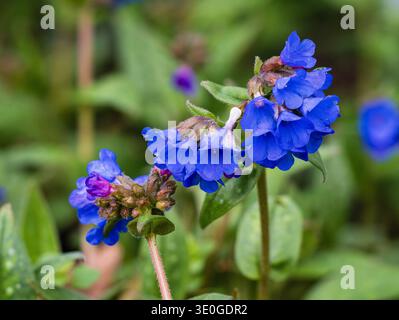 Fleurs bleues de l'armoise pérenne robuste, Pulmonaria 'Benediction' au début du printemps Banque D'Images