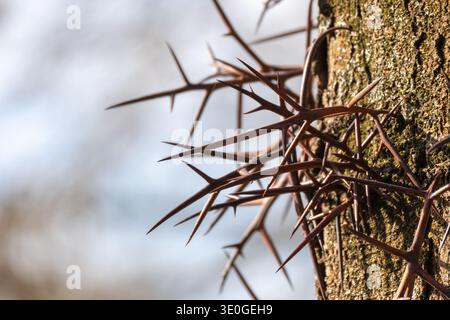 De longues épines aiguisées poussent à partir d'un tronc d'arbre, probablement le criquet Gleditsia triacanthos. La photo macro met en évidence les pointes de protection contre un BA mou Banque D'Images