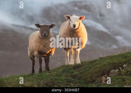 Deux moutons debout sur une colline herbeuse dans la lumière chaude du soleil du soir dans le comté rural de Donegal, Irlande. Banque D'Images